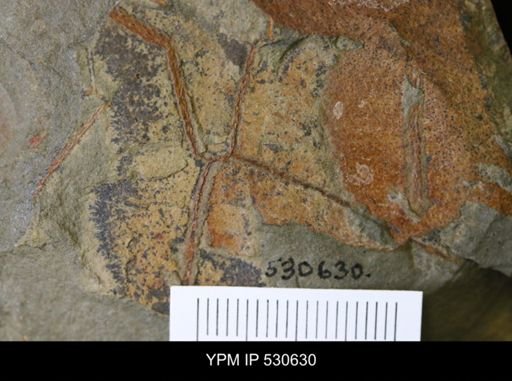 undet. Dichograptidae