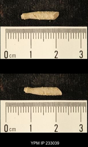Archaeocidaris sp.