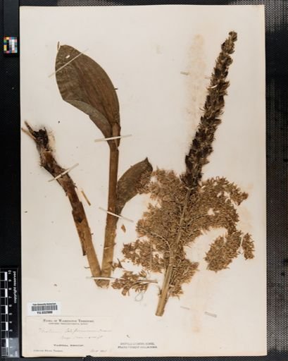 Veratrum