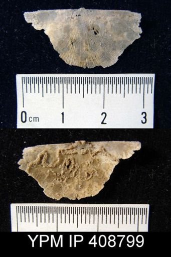 Strophomena sp.