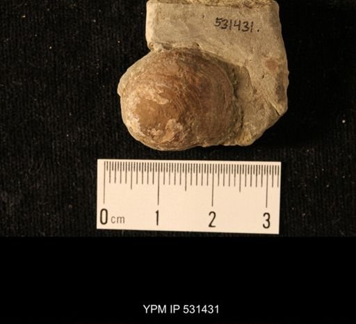 Lingulodiscina pleurites