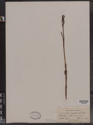Habenaria hyperborea