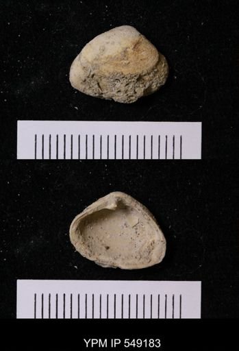 undet. Bivalvia