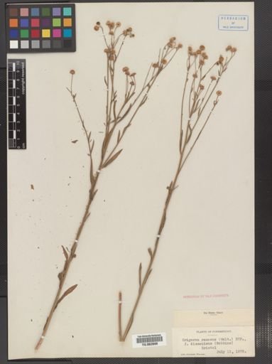Erigeron strigosus