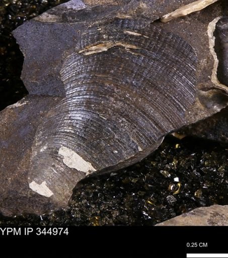 Limopsis striatopunctatus