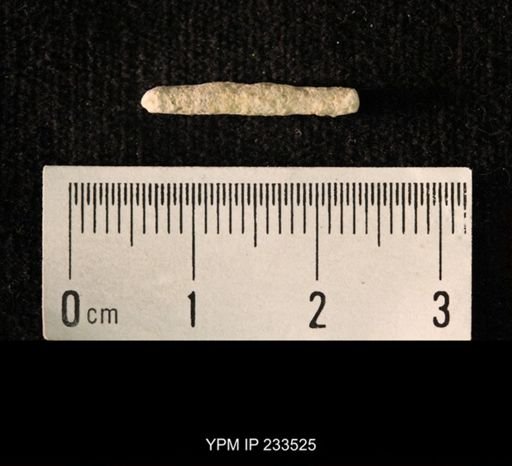 Archaeocidaris sp.