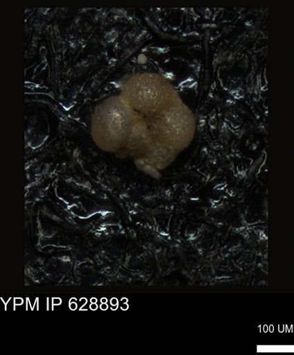 undet. Foraminiferida