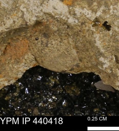 Protocardia subquadrata
