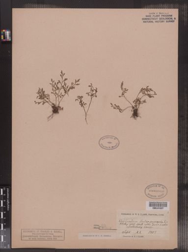 Asplenium ruta-muraria