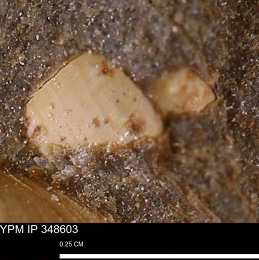 undet. Mollusca