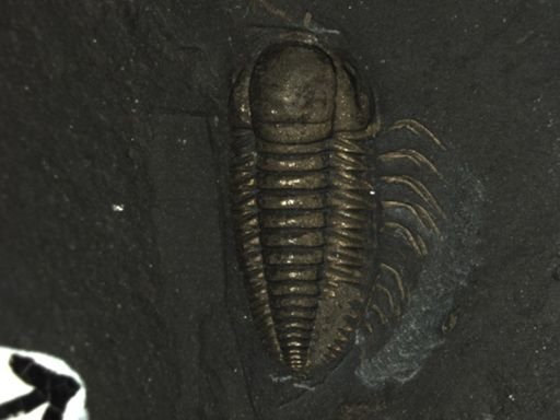 Triarthrus eatoni