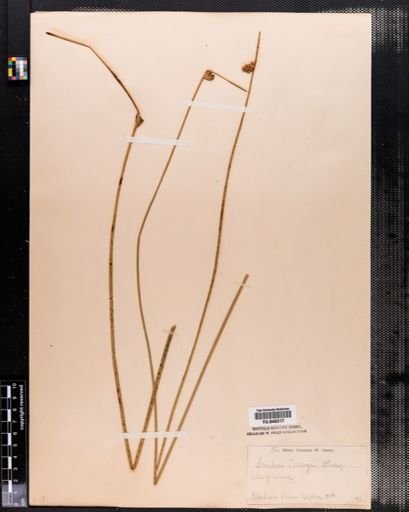 Scirpus torreyi