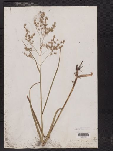 Glyceria canadensis