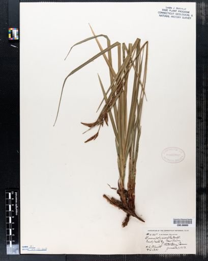 Carex polymorpha