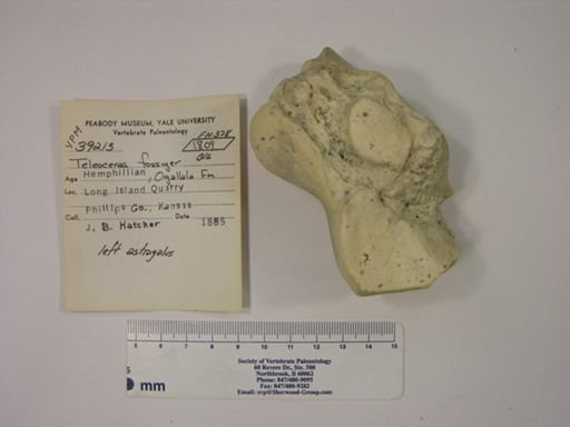Teleoceras fossiger