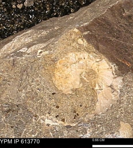 Scaphites sp.