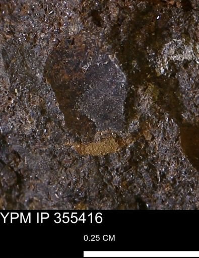 undet. Mollusca