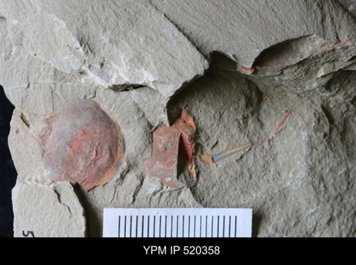 Chelicerata