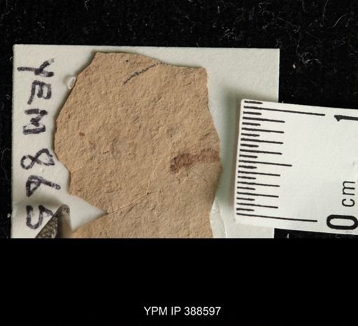 Hymenoptera