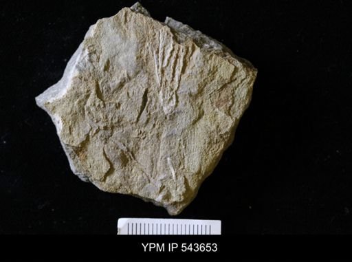 Lanecrinus?