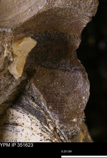 Limopsis striatopunctatus