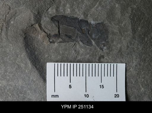 undet. Eurypterida
