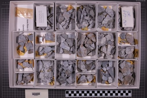 mixed taxa, stratigraphic collection