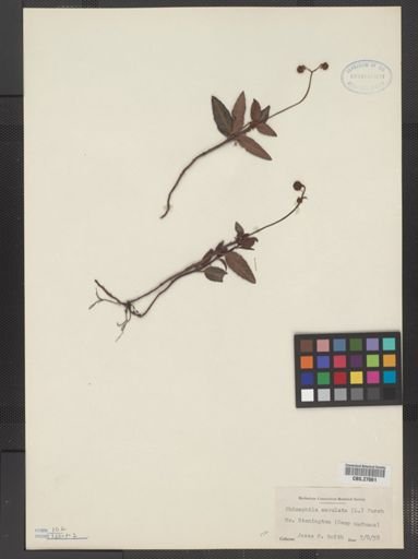 Chimaphila maculata