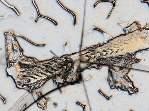 Flabellina verrucosa