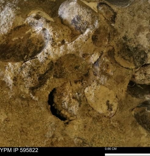 Protocardia sp.