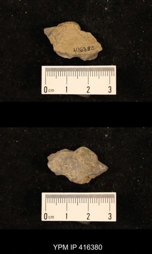 Marginifera muricata