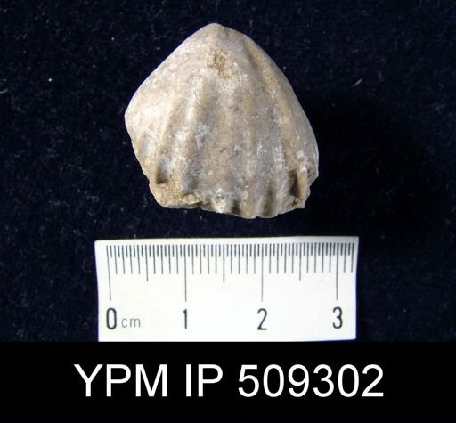 undet. Rhynchonellida