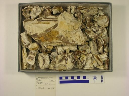 undet. Actinopterygii