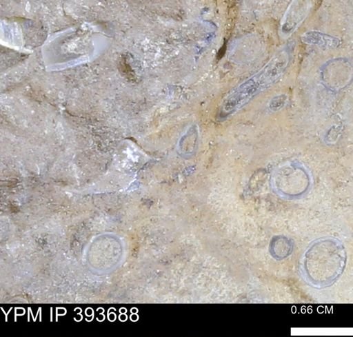 undet. Serpulidae