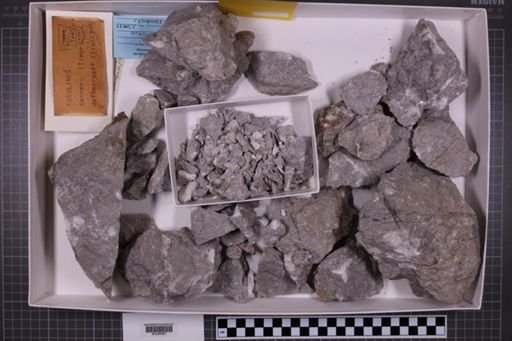 mixed taxa, stratigraphic collection