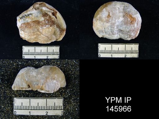 Dictyoclostus bathyholpos