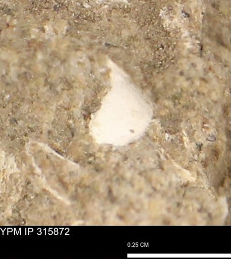 undet. Mollusca