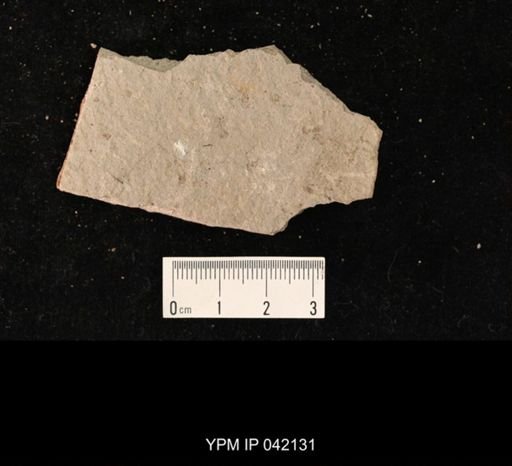 undet. Hymenoptera