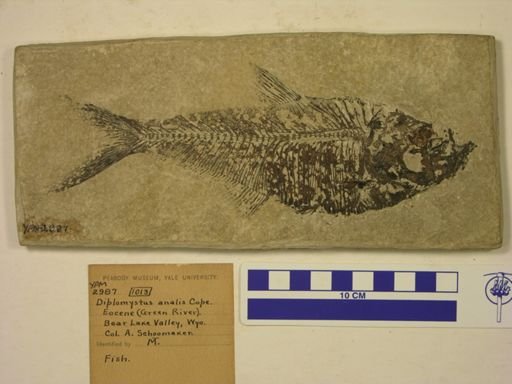 Diplomystus analis