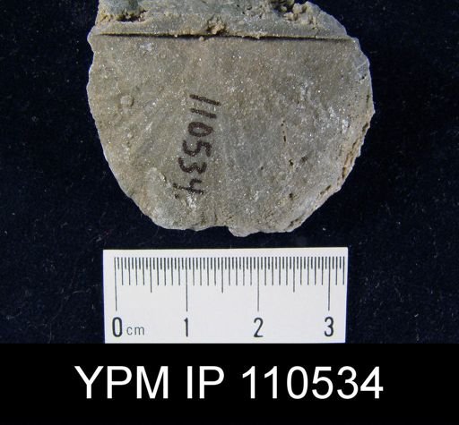 Brachyprion leda