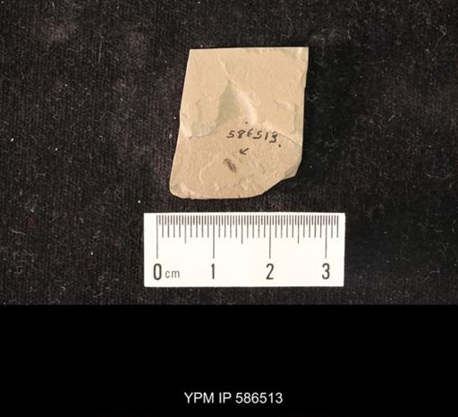 undet. Curculionidae