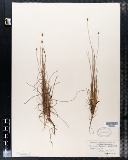 Eleocharis tuberculosa