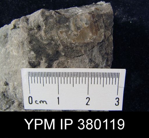 Orbiculoidea sp.