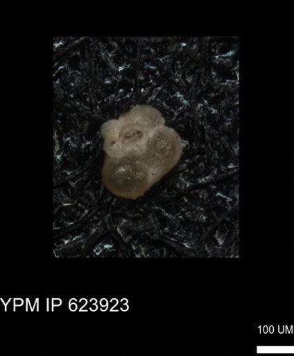 undet. Foraminiferida