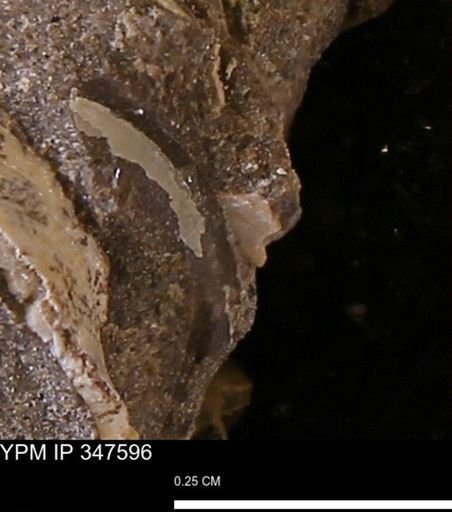 undet. Bivalvia
