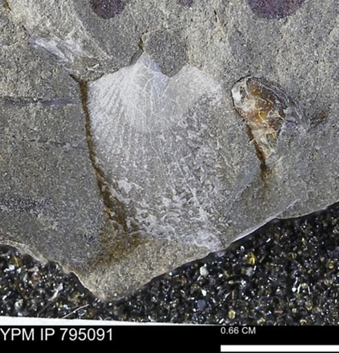 Oxytoma (Hypoxytoma) nebrascana