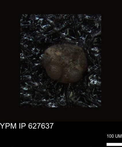 undet. Foraminiferida