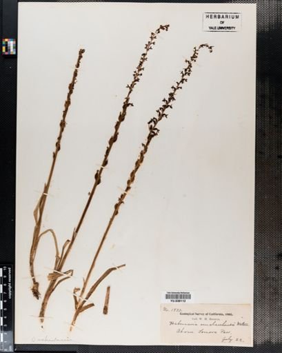 Habenaria