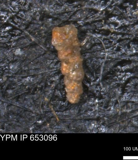 Verneuilinoides hectori