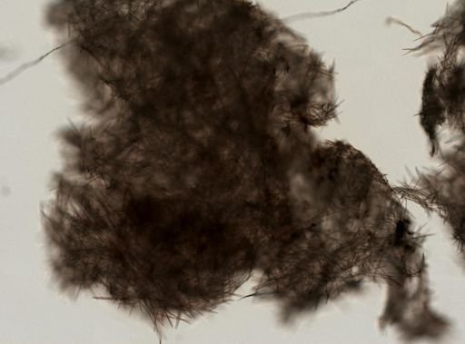 Halichondria sp.